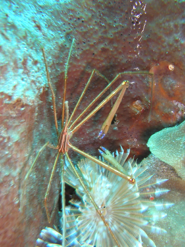 Spider Crab